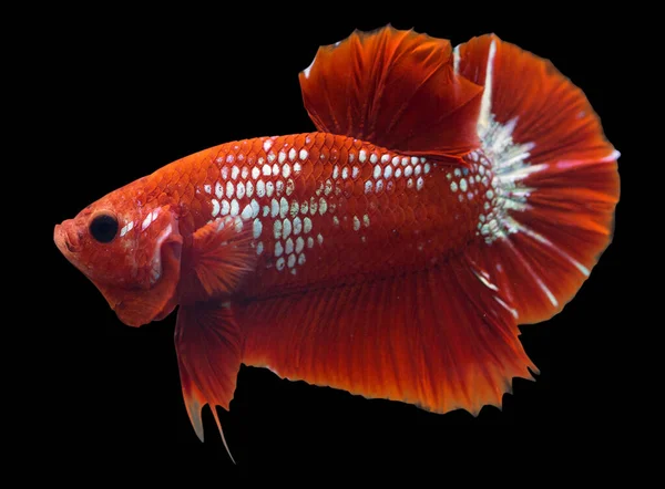 Betta Hellboy Halfmoon Plakat Hmpk Male Plakat Fighting Fish Splendens — Stock Photo, Image