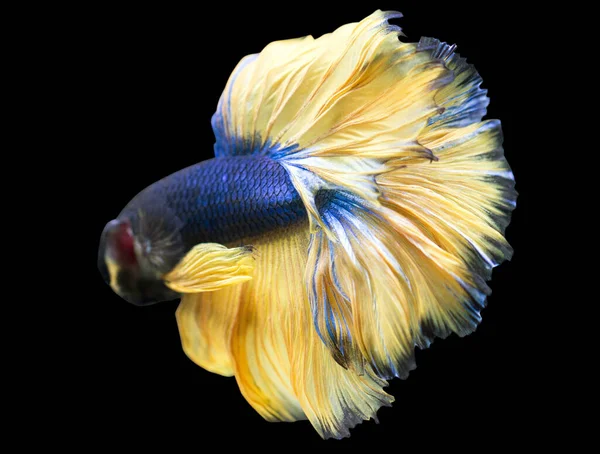 Betta Mostarda Gás Halfmoon Masculino Plakat Lutando Esplendores Peixe Fundo — Fotografia de Stock