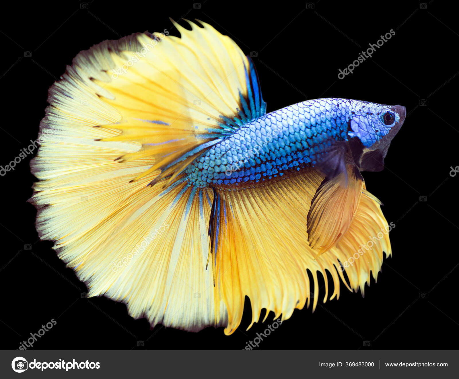 Yellow Halfmoon Betta