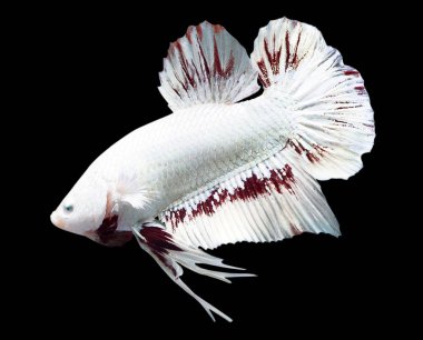 Betta Kızıl Ejder Kar Yarıayı Plaketi HMPK Erkek veya Plakat Dövüşen Balıklar Siyah Arkaplanda Görkemli.