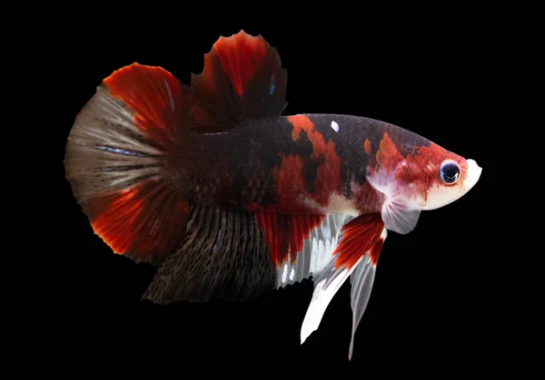 Betta Koi Yarıayı Plaketi Hmpk Erkek Veya Plakat Dövüşen Balıklar — Stok fotoğraf