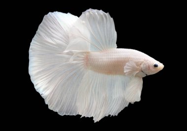 Betta Beyaz Platinyum HM Yarım Ay Erkek ya da Plakat Dövüşen Balık Siyah Arkaplanda Görkemli.