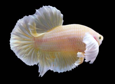 Betta Super Gold Dumbo Kulak HMPK Yarım Ay Erkek veya Plakat Dövüşen Balık Dalgalanması Siyah Arkaplanda.