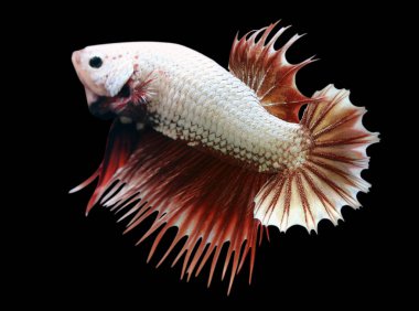 Betta Kızıl Ejder Crowtail CTPK Erkek veya Plakat Fighting Fish Splendens Siyah Arkaplanda.