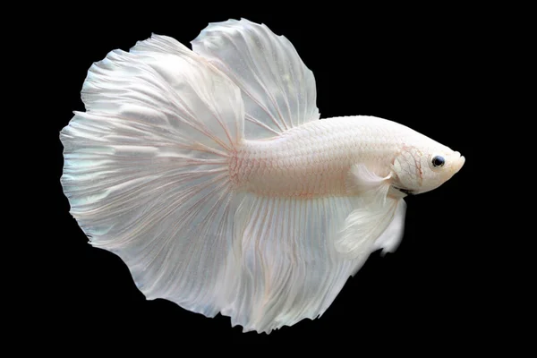 Betta White Platinum Halfmoon Male Plakat Fighting Fish Splendens Black — стоковое фото
