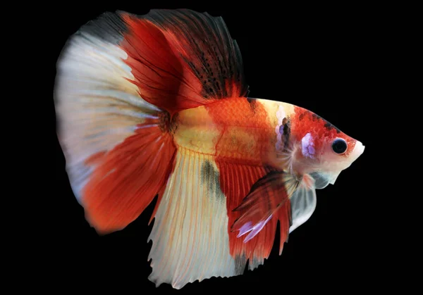 Betta Nemo Halfmoon Male Plakat Fighting Fish Splendens Black Background — Stock Photo, Image