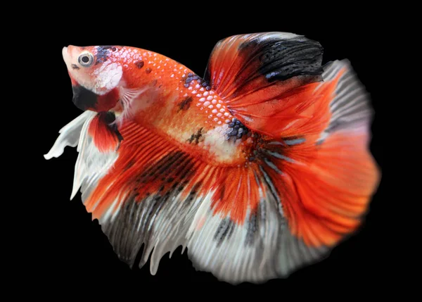 Betta Red Koi Halfmoon Male Plakat Fighting Fish Splendens Black — Stok Foto