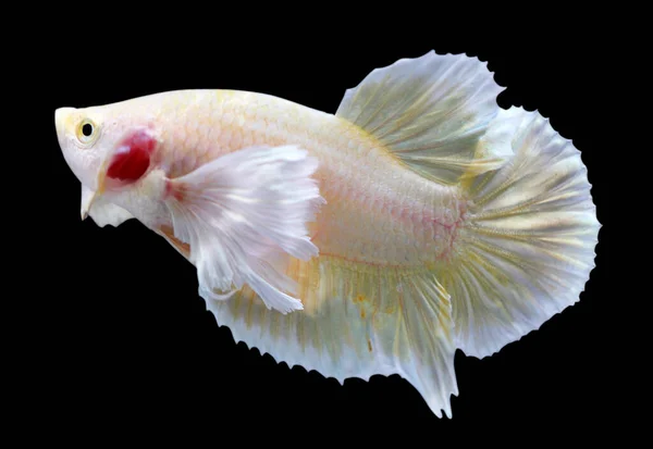 Betta Super Gold Dumbo Ear Hmpk Halfmoon Plakat Masculino Plakat — Fotografia de Stock