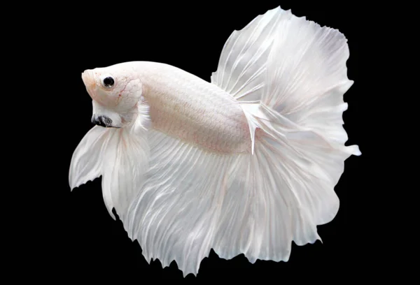 Betta White Platinum Halfmoon Male Plakat Fighting Fish Splendens Black — стоковое фото