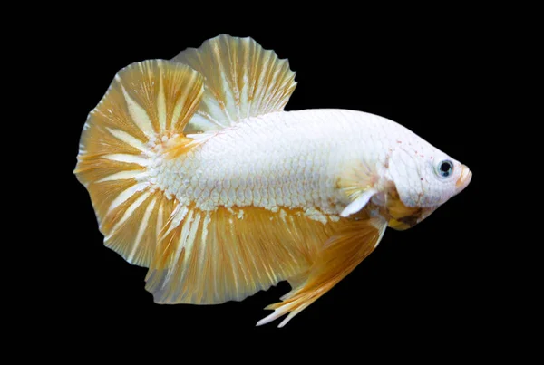 Betta Golden Dragon Halfmoon Plakat Hmpk Male Oder Plakat Fighting — Stockfoto