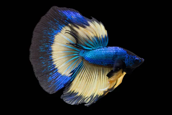 Betta Mustard Gas Halfmoon Male Plakat Fighting Fish Splendens Black — Stock Photo, Image