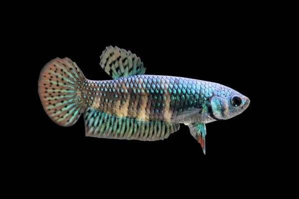 Sauvage Betta Alien Femelle Plakat Combats Poissons Éclaire Sur Fond — Photo