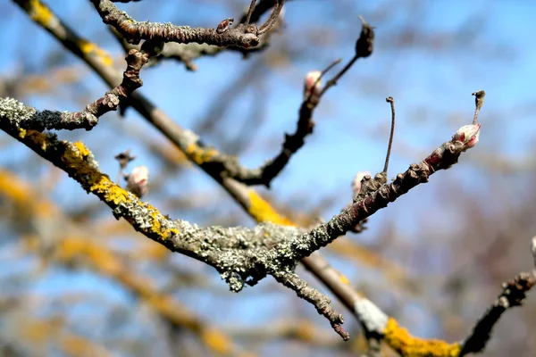 Old cherry branches with lichen and new buds ready to bloom - sprintime — Stock Photo, Image