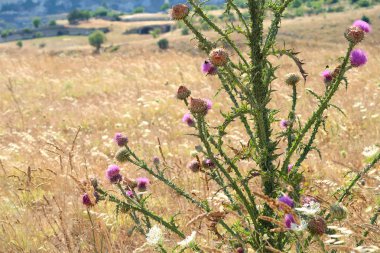Antik Matera kasabasının yakınındaki kuru tarlada vahşi pembe dikenli devedikeni.