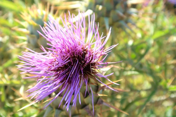 Wilde rosa Dorndistel auf dem Feld in der Nähe der antiken Stadt Matera — Stockfoto