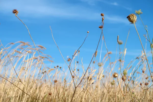 Paisagem da natureza com grama seca contra o céu, campo perto de Matera — Fotografia de Stock