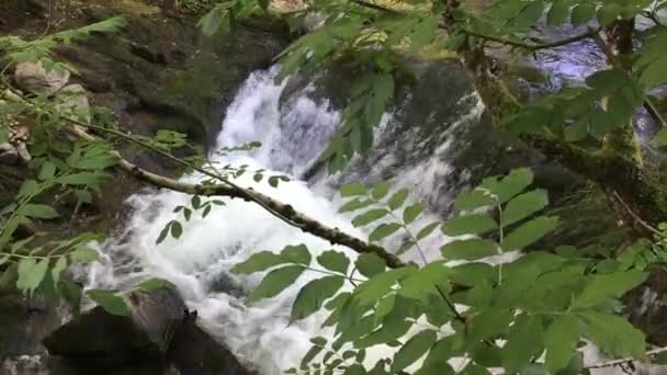 Berg rivier, landschap met bergen, bomen en een rivier — Stockvideo