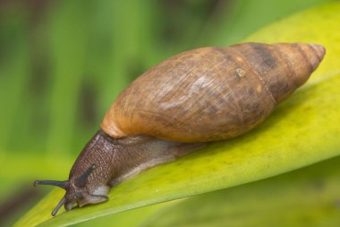 Salyangoz yaprakların üzerinde süzülüyor. Kahverengi çizgili büyük beyaz salyangozlar.