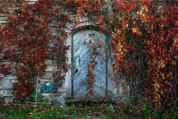 Tür in einer alten Scheune in Großaufnahme. die Scheune befindet sich auf dem Territorium des Gutshofes im palmseestnischen lahemaa-Nationalpark. Türen um buntes Laub. Estland. Herbst. — Stockfoto