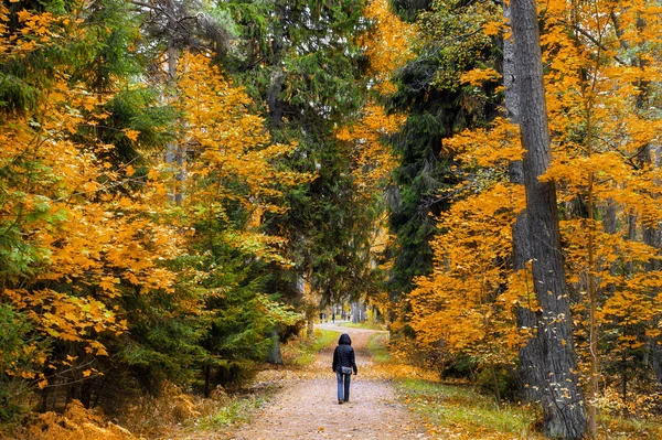 Procházka v podzimním lese. Zlatý podzim. Barevné stromy. Volně žijící zvířata z Estonska. — Stock fotografie