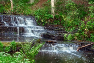 Treppoja Nehri'nde pitoresk boylayacağız. Yaz sezonu. Estonya doğal konumlar. Ormanda nehirdir.