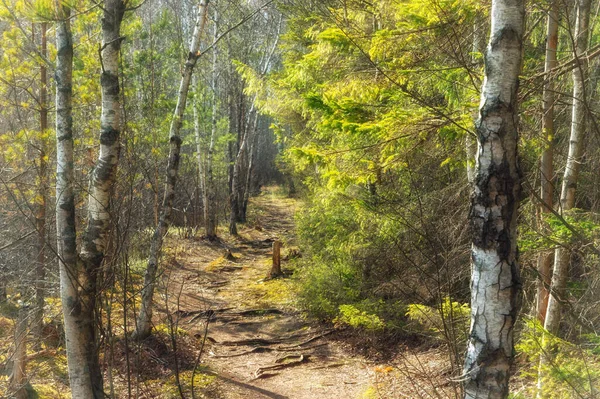 Walk Tender Spring Forest Morning Path Running Birch Grove Sunlight — Stock Photo, Image