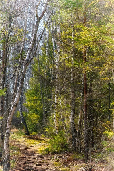 Walk Tender Spring Forest Morning Path Running Birch Grove Sunlight — Stock Photo, Image