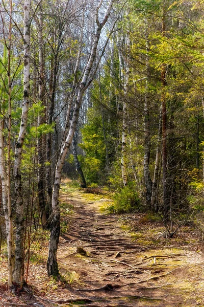 Walk Tender Spring Forest Morning Path Running Birch Grove Sunlight — Stock Photo, Image