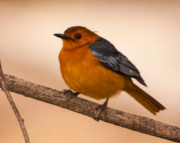 Red-afgetopte Robin-Chat — Stockfoto