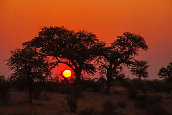 Kalahari Sunset.Namibia — Zdjęcie stockowe