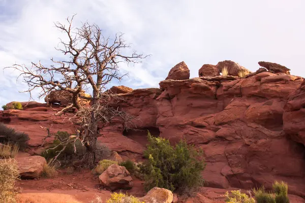 Canyonlands Vista of rocks and dead tree — Stock Photo, Image