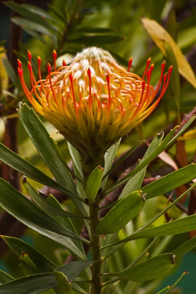Pincusión (Leucospermum cordifolium ) — Foto de Stock