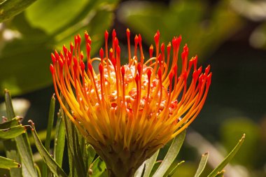 Pincusion (Leucospermum cordifolium)