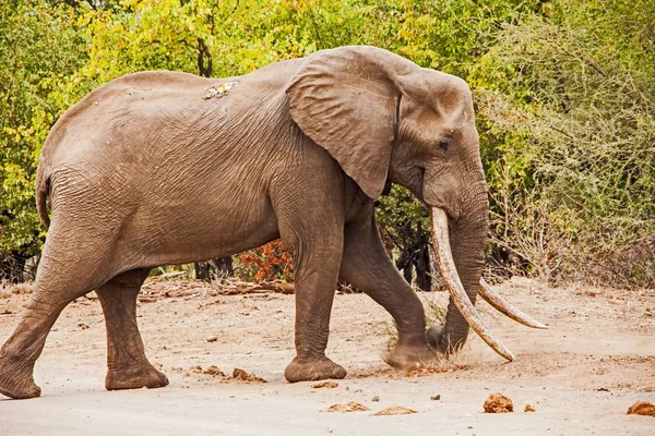 Afrikaanse olifant (Loxodonta africana)) — Stockfoto