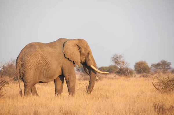 Elefante africano (Loxodonta africana) — Fotografia de Stock