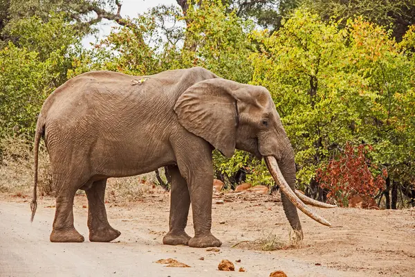 非洲象（Loxodonta africana）) — 图库照片