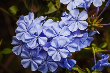 Plumbago Royal Cape