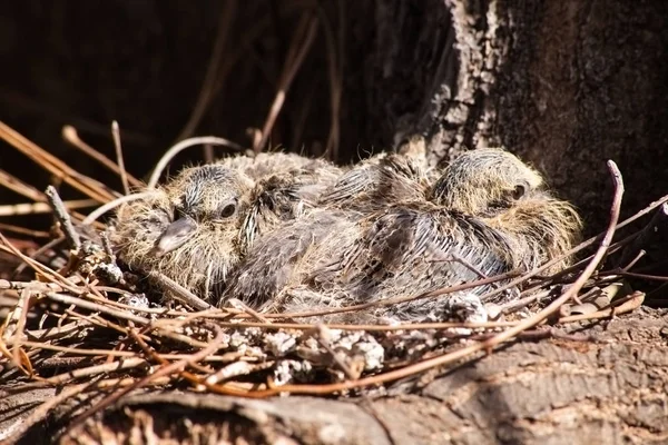 Baby Doves in Nest — Stock Photo, Image