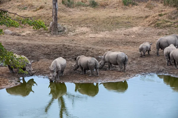 Носороги собираются у воды — стоковое фото
