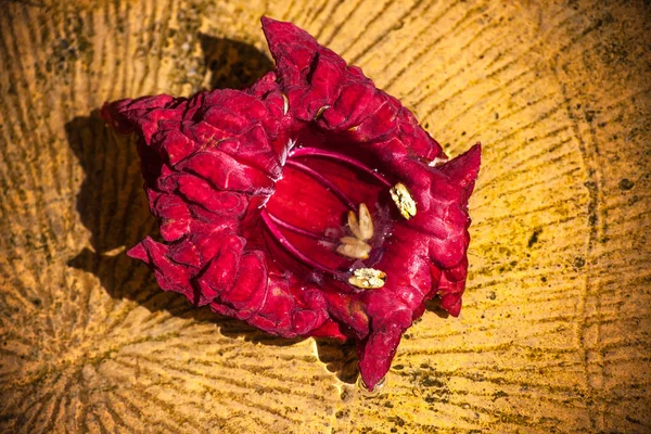 Sudaki kırmızı çiçek — Stok fotoğraf