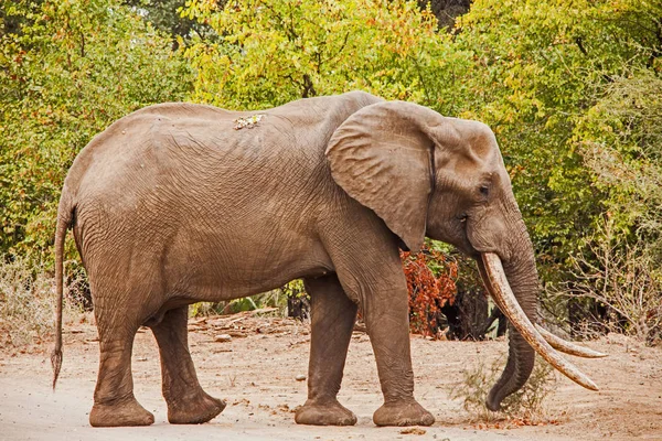 非洲象（Loxodonta africana）) — 图库照片