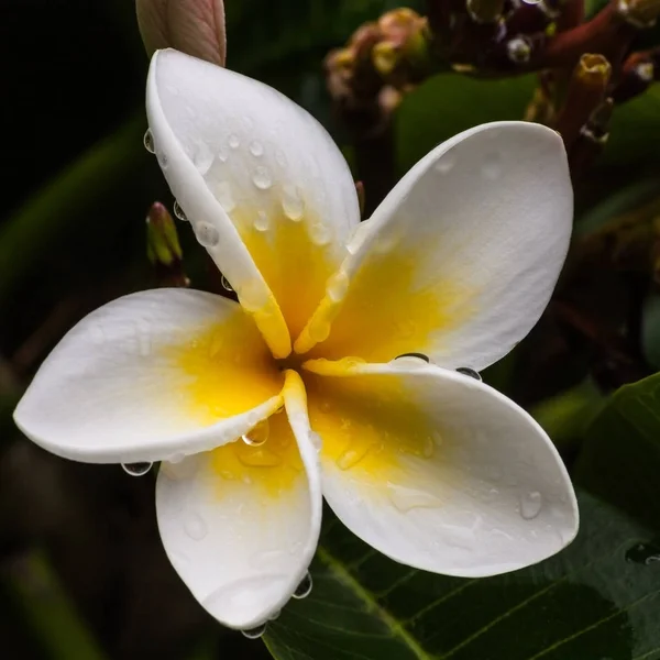 Frangipani Flor macro — Fotografia de Stock