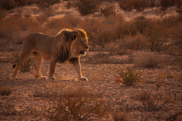 Kalahari Löwe auf Patrouille — Stockfoto