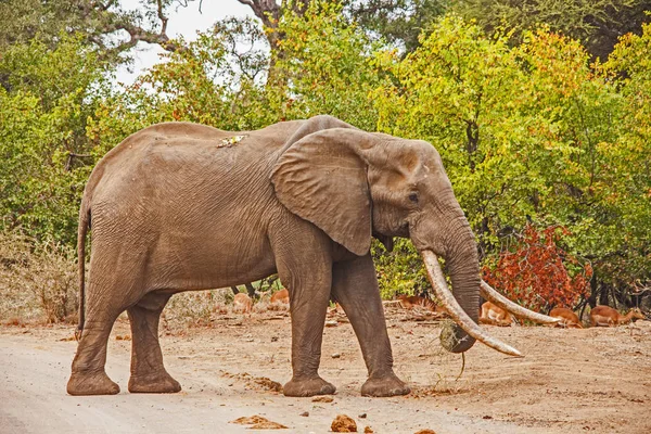 아프리카코끼리 (Loxodonta africana) 로열티 프리 스톡 사진