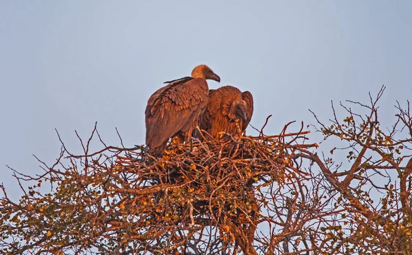 Mating Vultures 1 — Stock Photo, Image