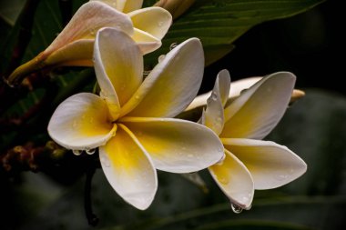 Makro Frangipani çiçeklenir