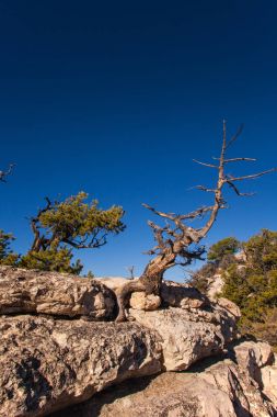 Transept izinde ölü ağaçlar.