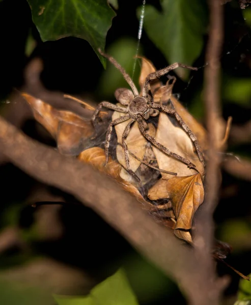 Паук дождя (Palystes superciliosus) на яичный кокон — стоковое фото