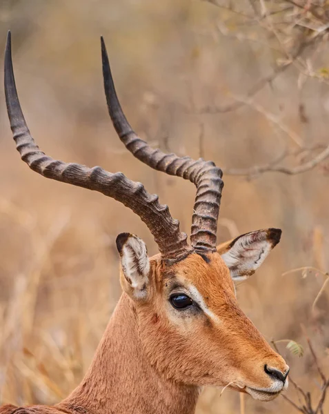Ram da Impala (Aepyceros melampus) — Fotografia de Stock