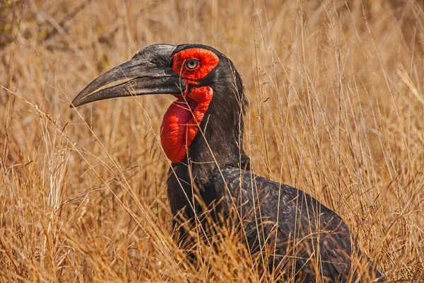 Hornbill solo sul (Bucorvus leadbeateri) — Fotografia de Stock